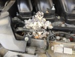 Rodent Damage: Mouse nest on top of the engine